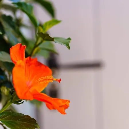 Santorini Aparthotel Kamári