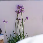 Apartahotel Santorini Kamári